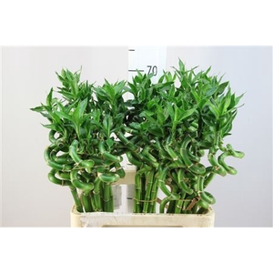 Lucky Bamboo Spiraal 60