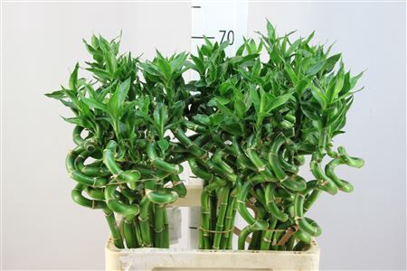 <h4>Lucky Bamboo Spiraal 60</h4>