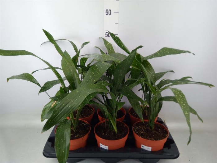 <h4>Aspidistra elat.</h4>