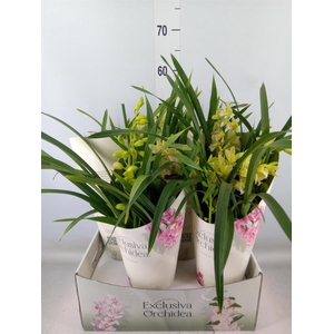 Cymbidium   ...