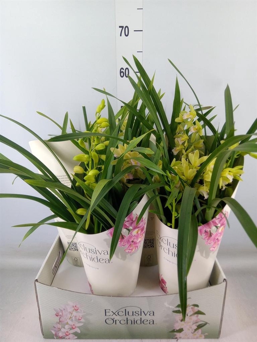 <h4>Cymbidium ...</h4>