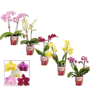 Phalaenopsis multiflora 2 tak mix (Scenza)