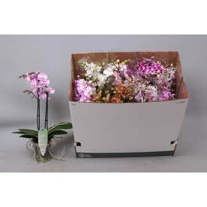 PHAL MF GEM 8 KL