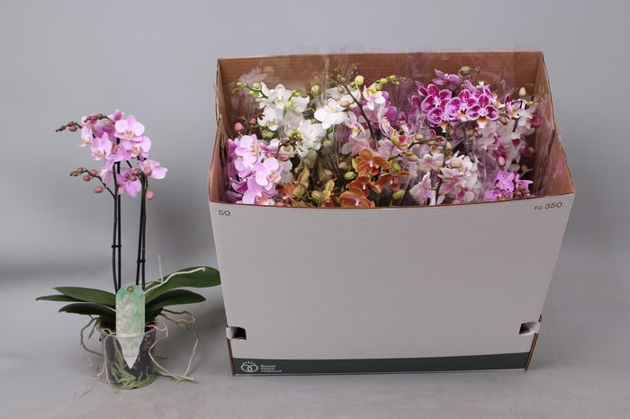 <h4>PHAL MF GEM 8 KL</h4>
