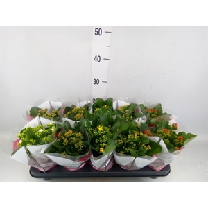 Kalanchoe blos.   ..mix 6