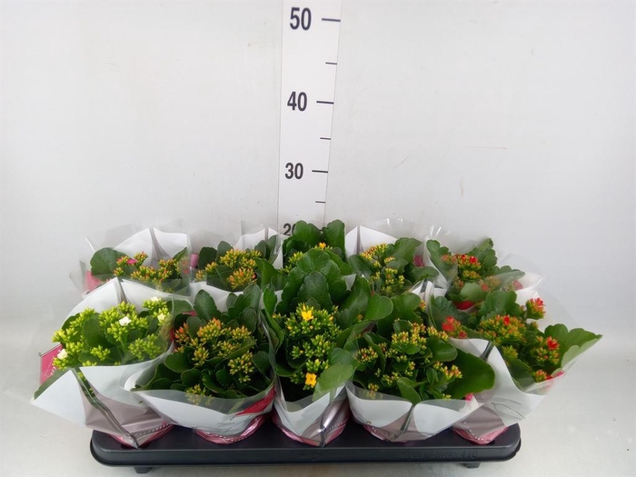 <h4>Kalanchoe blos.   ..mix 6</h4>