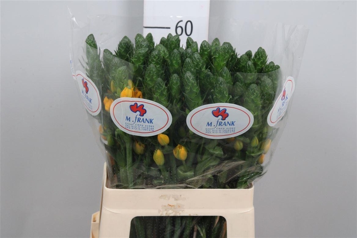 <h4>Ornit Db Gold Star</h4>