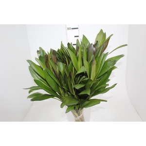 FOLHAGEM DRACENA POA