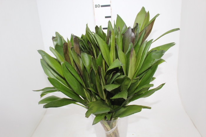 <h4>FOLHAGEM DRACENA POA</h4>