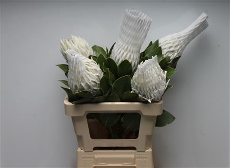 <h4>Protea Cynaroides Arctic Ice</h4>