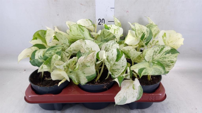 <h4>Epipremnum pinn. 'Happy Leaf'</h4>