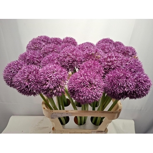 ALLIUM PINBALL WIZAR