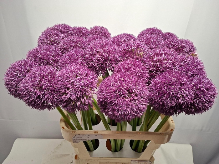 <h4>ALLIUM PINBALL WIZAR</h4>