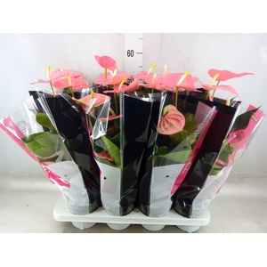 Anthurium andr. 'Colorado'