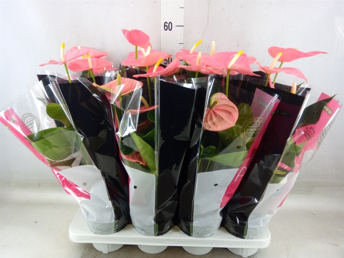 <h4>Anthurium andr. 'Colorado'</h4>