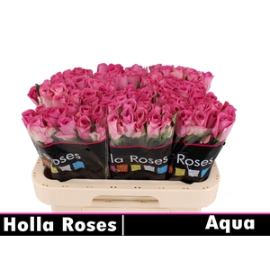 R GR AQUA!