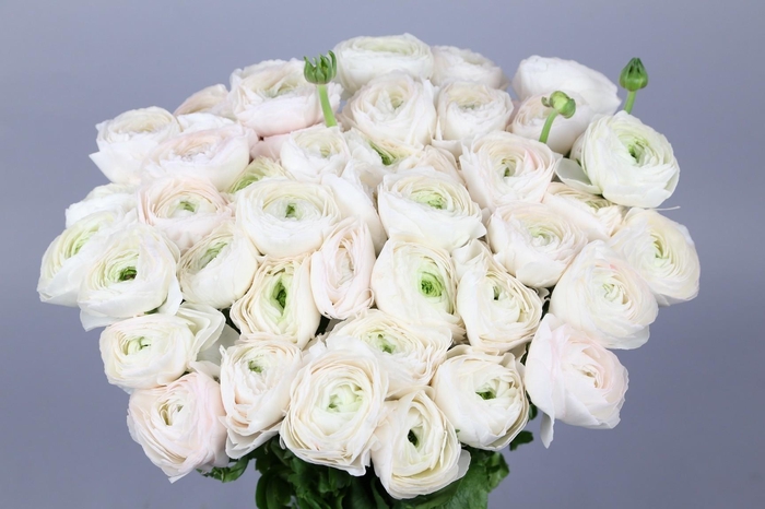 Ranunculus Clooney Hanoi Extra
