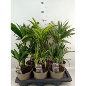 Dracaena fr de   ...mix
