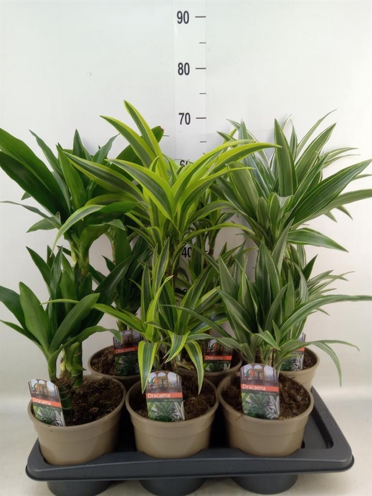 <h4>Dracaena fr de   ...mix</h4>