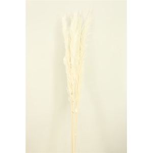 Dried Cortaderia Dadang 120cm Bleached Stem