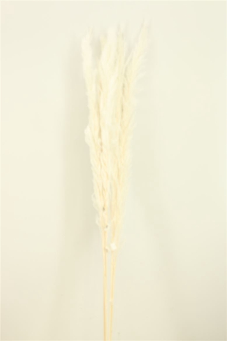 <h4>Dried Cortaderia Dadang 120cm Bleached Stem</h4>