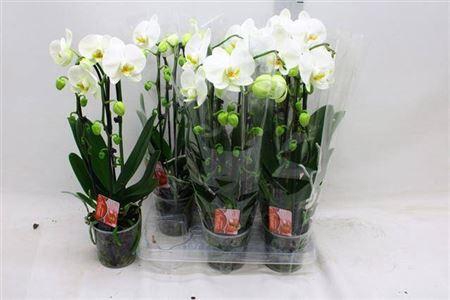 <h4>Phal El Cascade</h4>