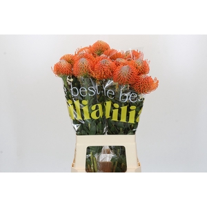 Nutans Ayoba Orange