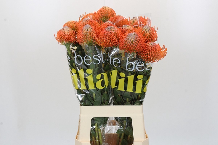 Nutans Ayoba Orange