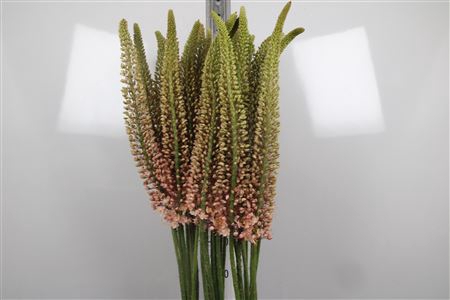 <h4>Eremurus Romance</h4>