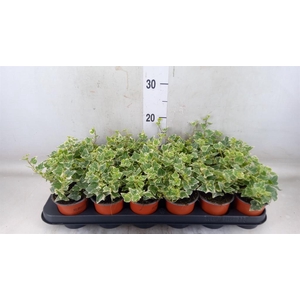 Hedera helix 'White Wonder'