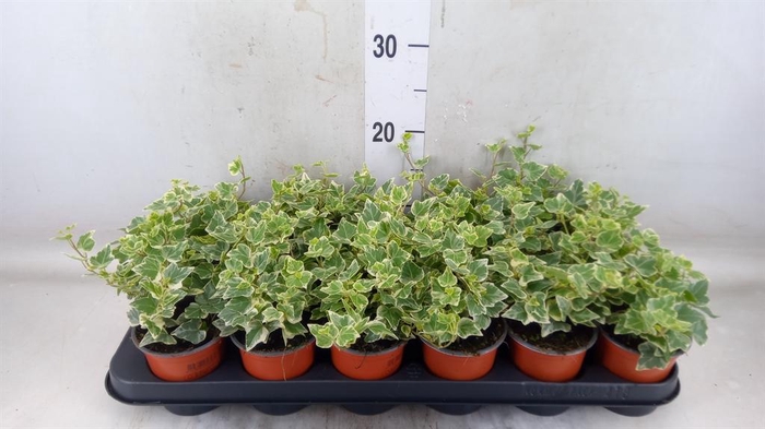 <h4>Hedera helix 'White Wonder'</h4>