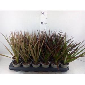 DRACAENA MARG. KOPSTEC