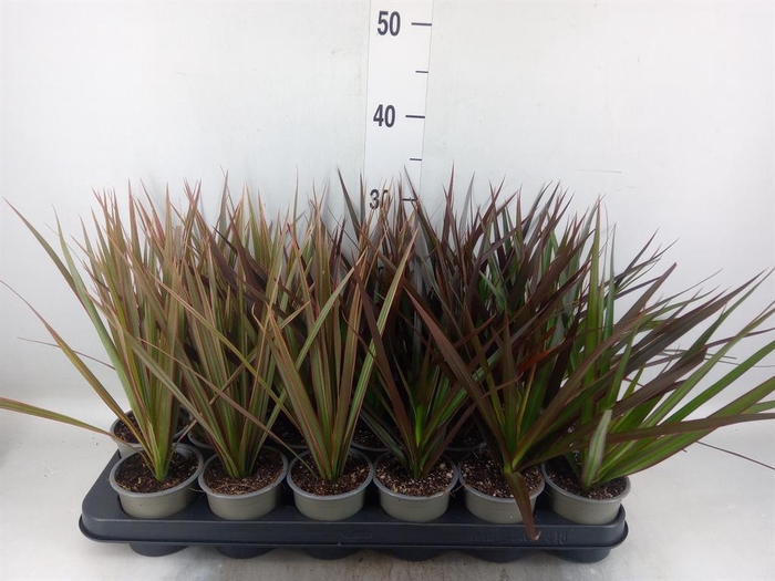 <h4>DRACAENA MARG. KOPSTEC</h4>