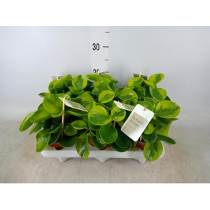 Peperomia