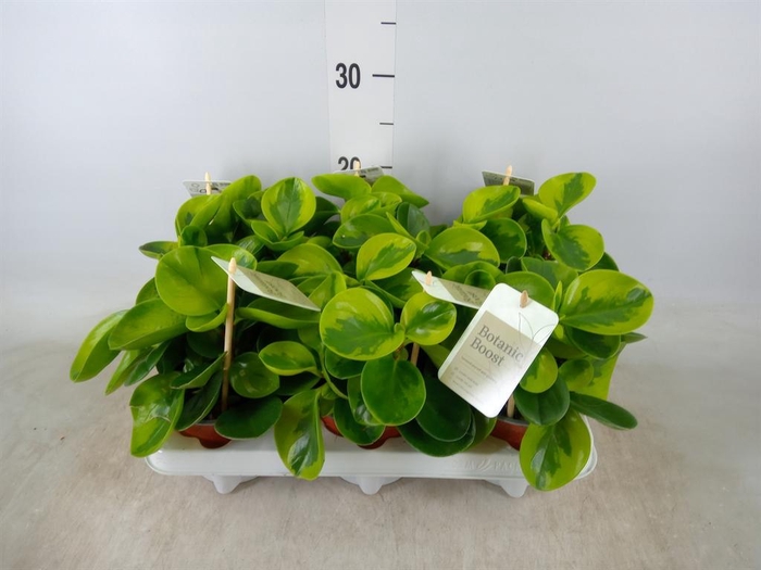 <h4>Peperomia</h4>