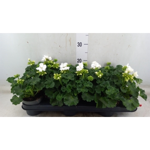 Pelargonium zona.   ...F1