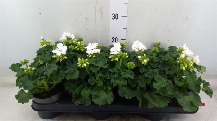 <h4>Pelargonium zona.   ...F1</h4>