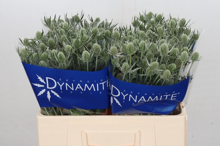 <h4>Eryngium Silver Dynamite</h4>