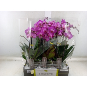 Phalaenopsis multi.   ...lilac