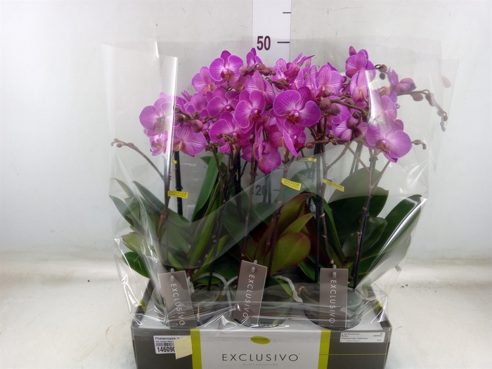 <h4>Phalaenopsis multi.   ...lilac</h4>