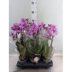 Phalaenopsis multi. 'Ant Santiago'