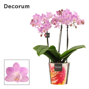 Phalaenopsis dazzling Cotton Candy 3-4 tak (Decorum)