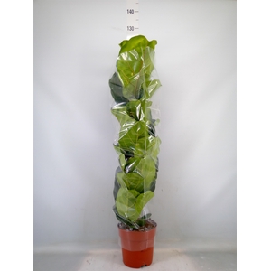 Ficus lyrata