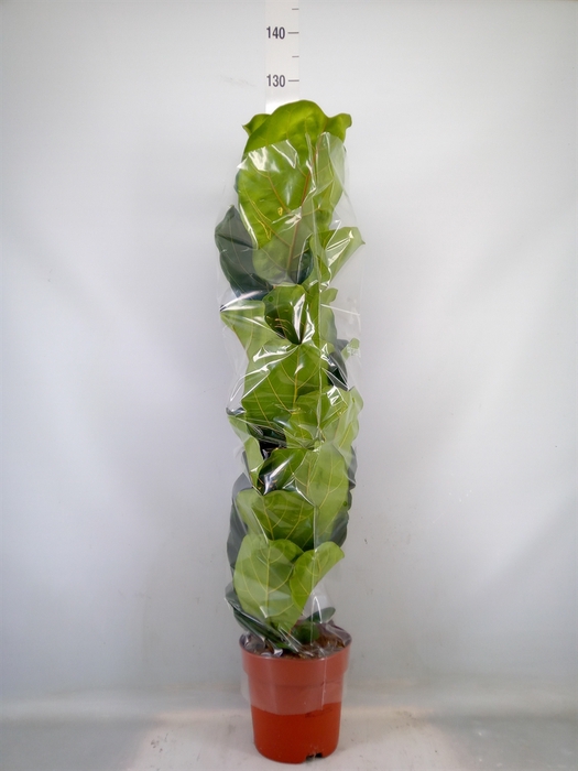 <h4>Ficus lyrata</h4>