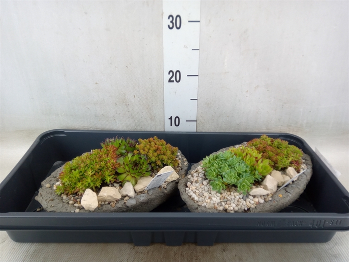 <h4>Arr.   Tuinplanten L%</h4>
