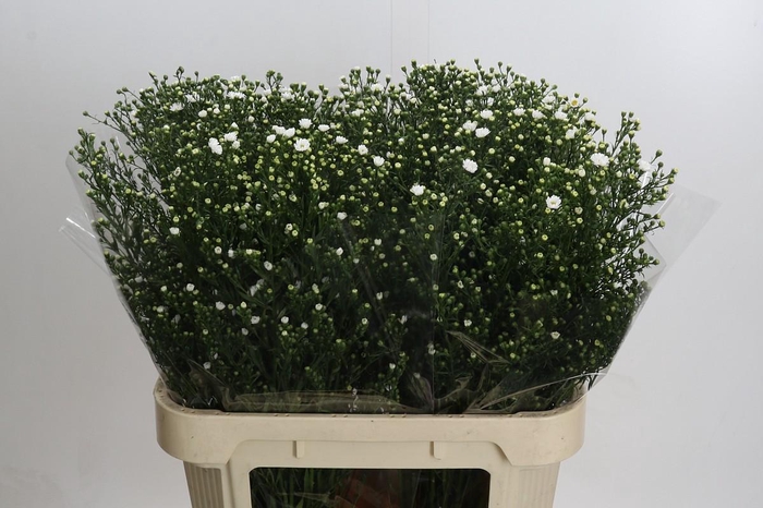 Aster Paquita