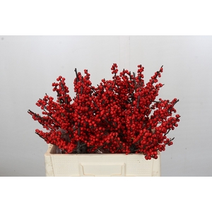 Ilex Rood