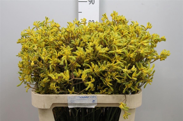 <h4>Anigoz Bush Down</h4>