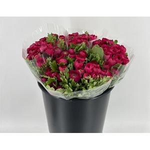 RAN ELEG EX HOT PINK