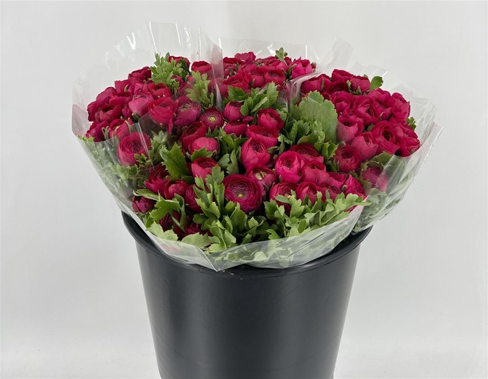 <h4>RAN ELEG EX HOT PINK</h4>